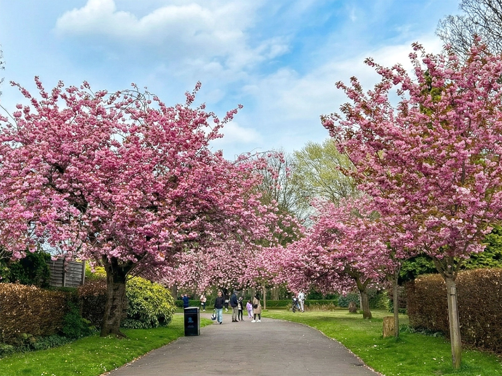 UK Cherry Blossom Viewing Spots 2026